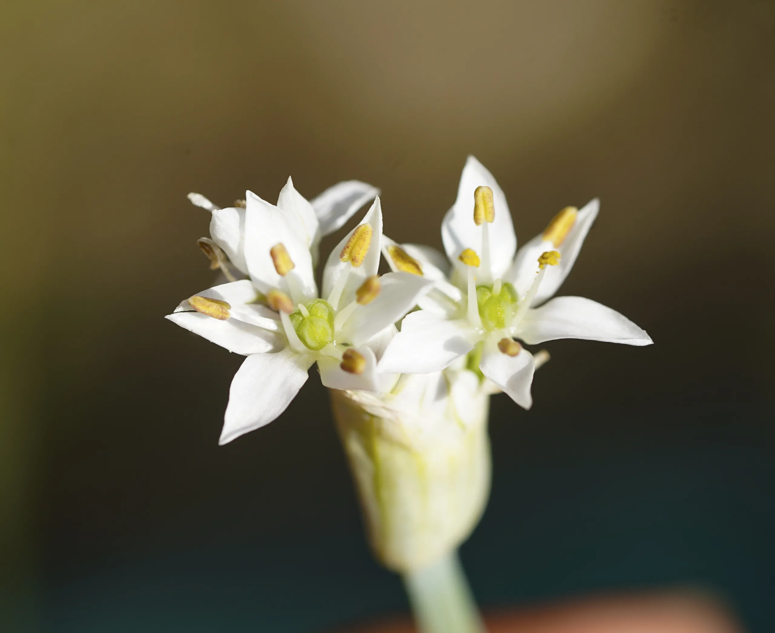 Allium tuberosum