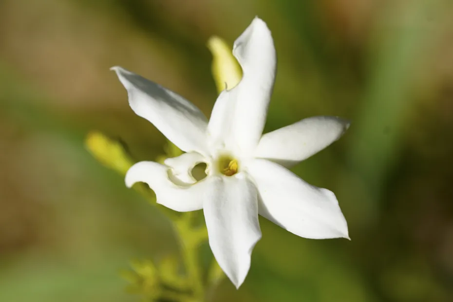 Jasminum sambac