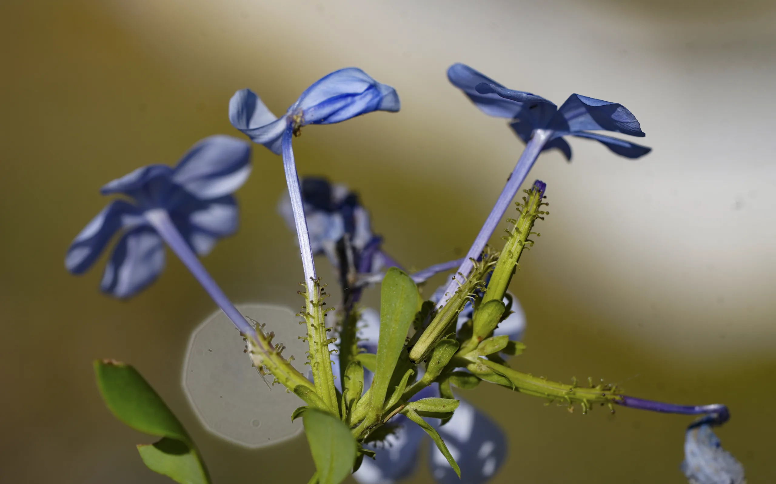 Plumbago auriculata