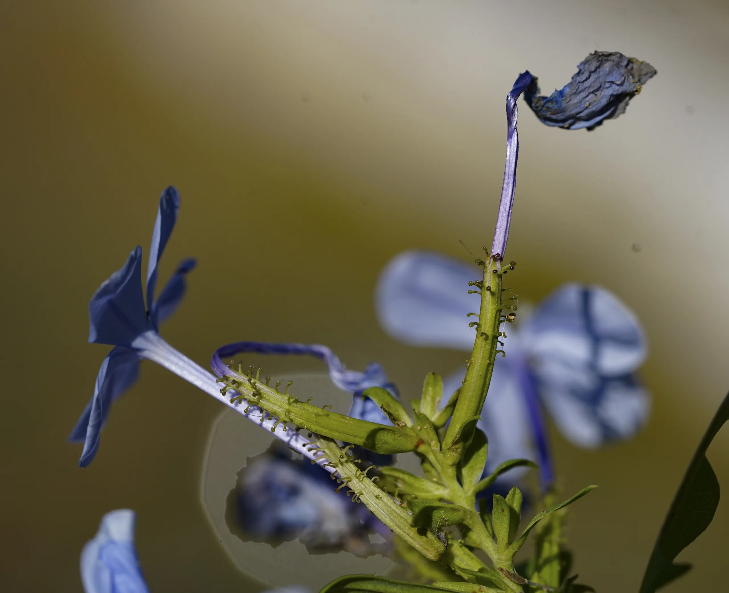 Plumbago auriculata