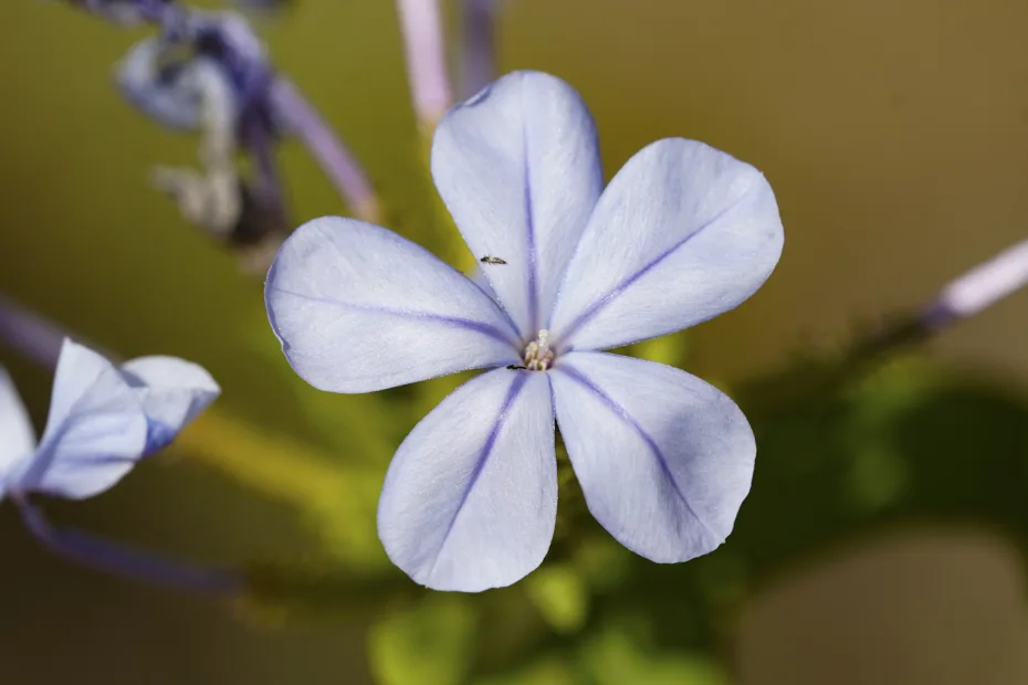Plumbago auriculata