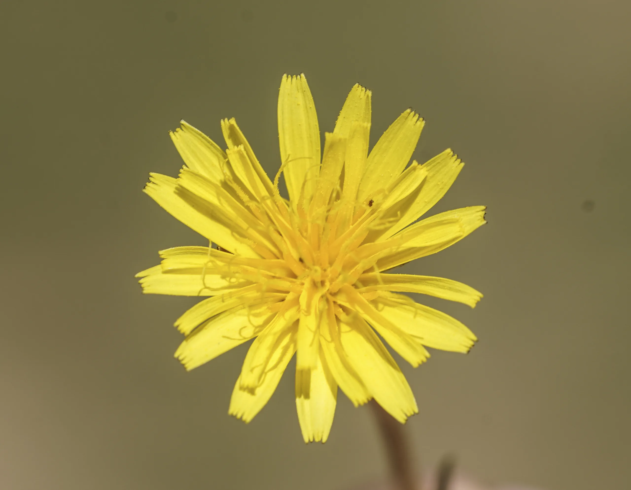 Taraxacum microcephaloides