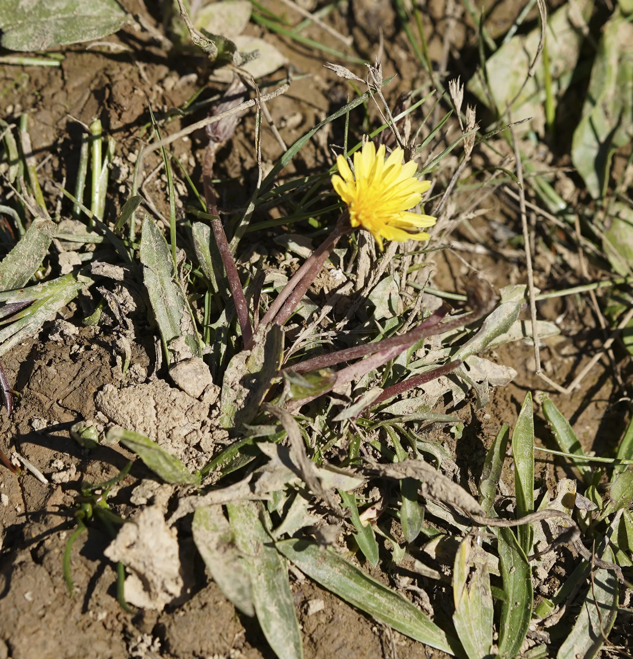 Taraxacum microcephaloides